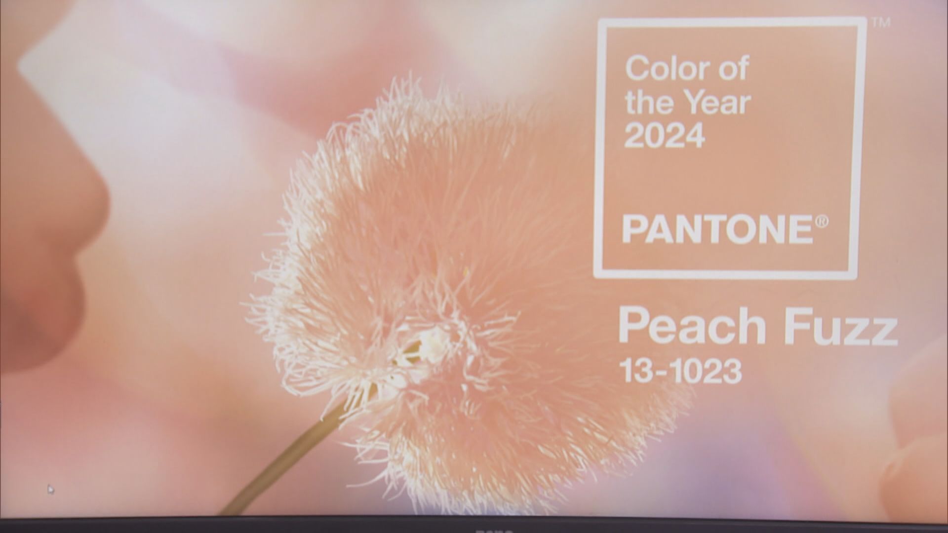 Expert Guide : Pantone 2024