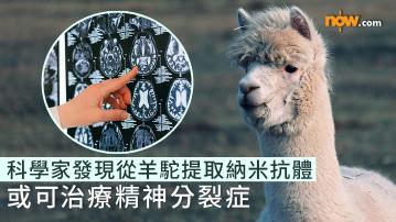 最新研究｜法國科學家發現從羊駝提取納米抗體或可治療精神分裂症