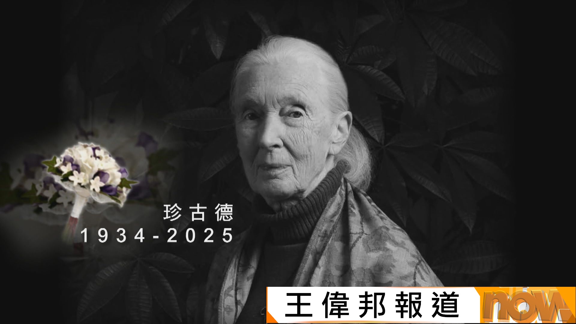 珍古德逝世｜60年代黑猩猩研究創先河　畢生積極倡議自然保育