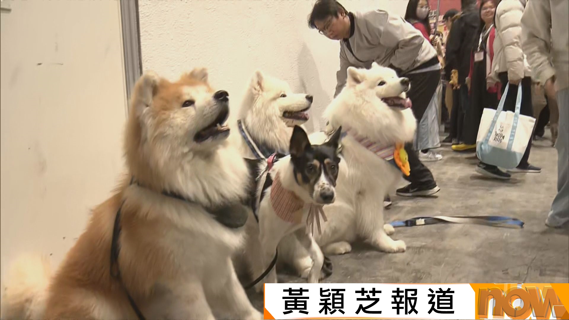 香港寵物節最後一日 寵物主人消費力強 劇增保健品購買