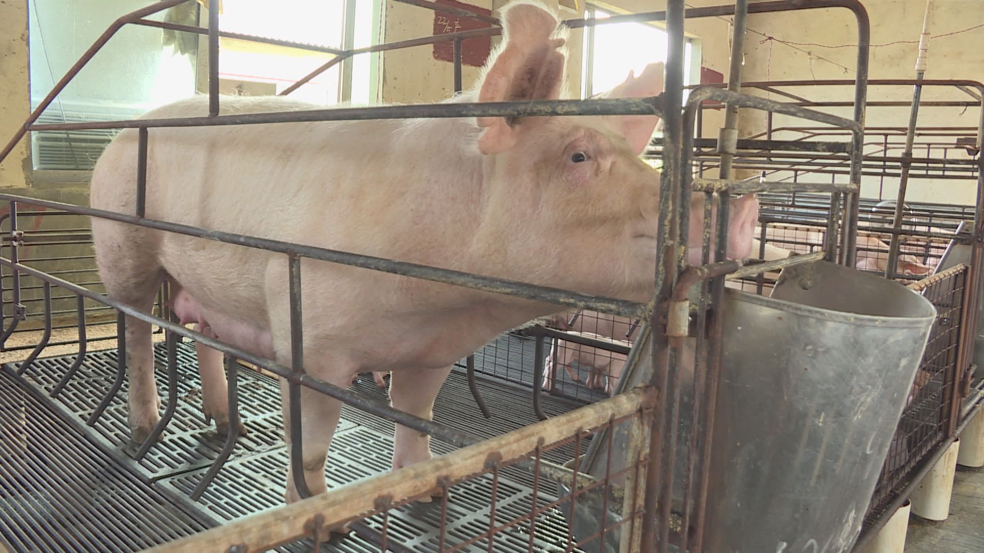 【內地爆豬瘟】萬洲：不會影響生產