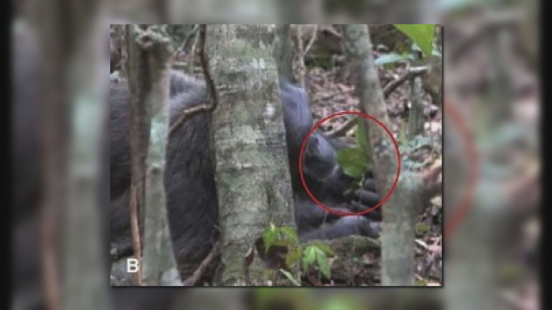 科學家首次發現黑猩猩會用昆蟲療傷