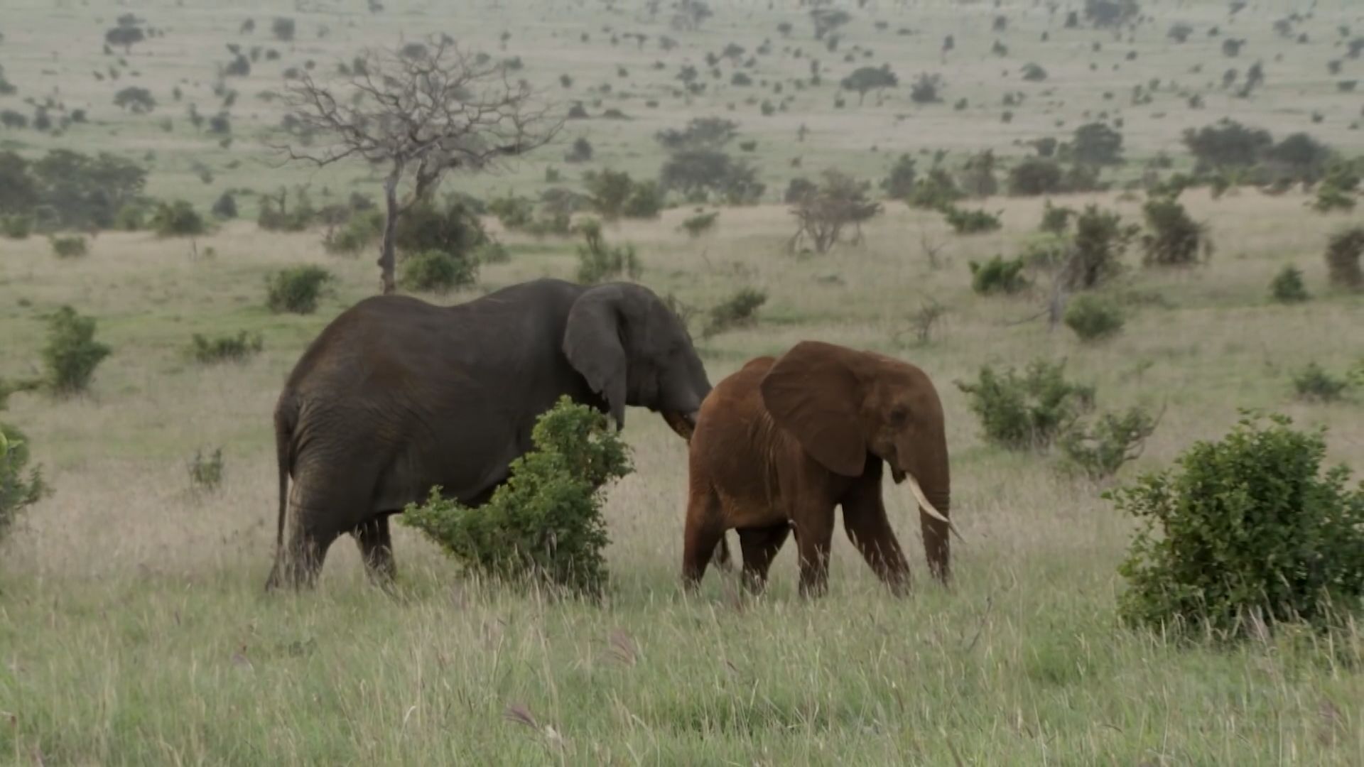 科學家研發人工智能系統點算非洲大象