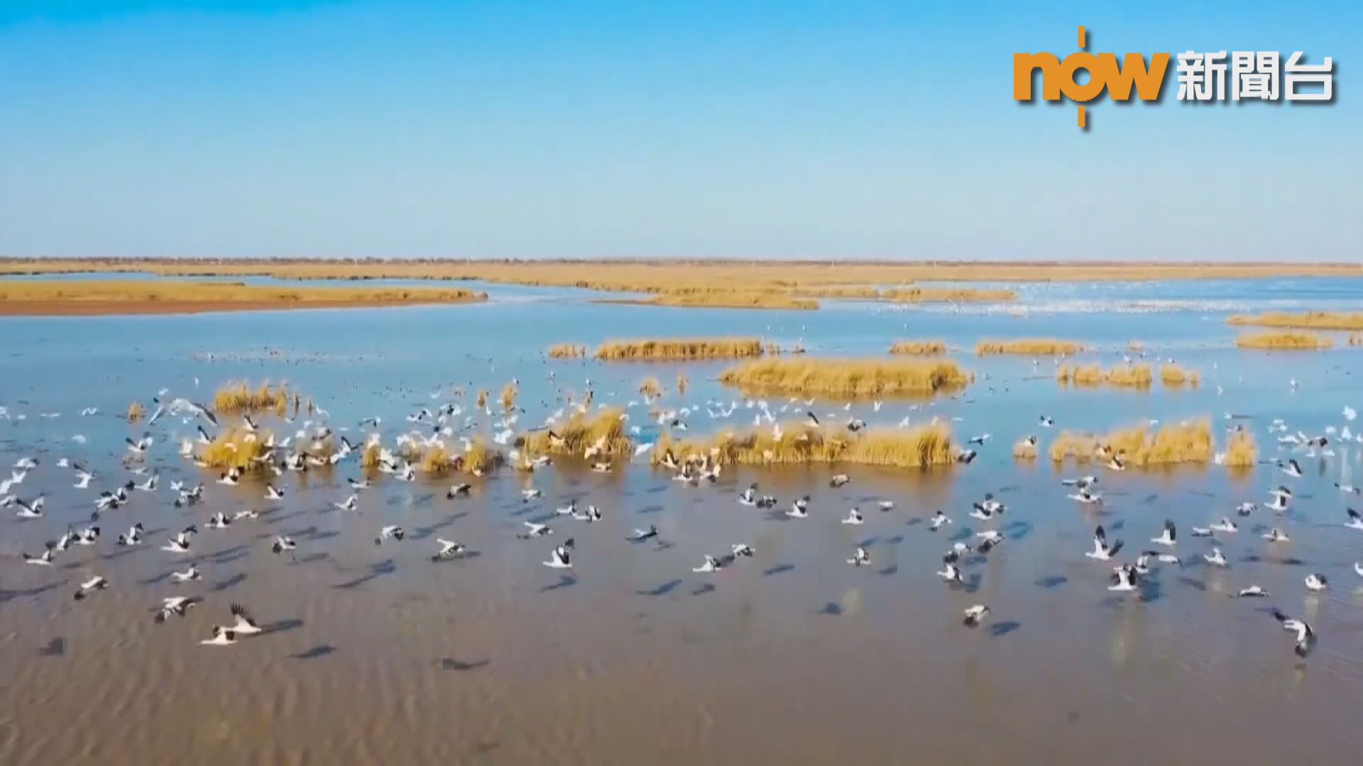 有研究發現亞馬遜雨林雀鳥過去四十年體型變小