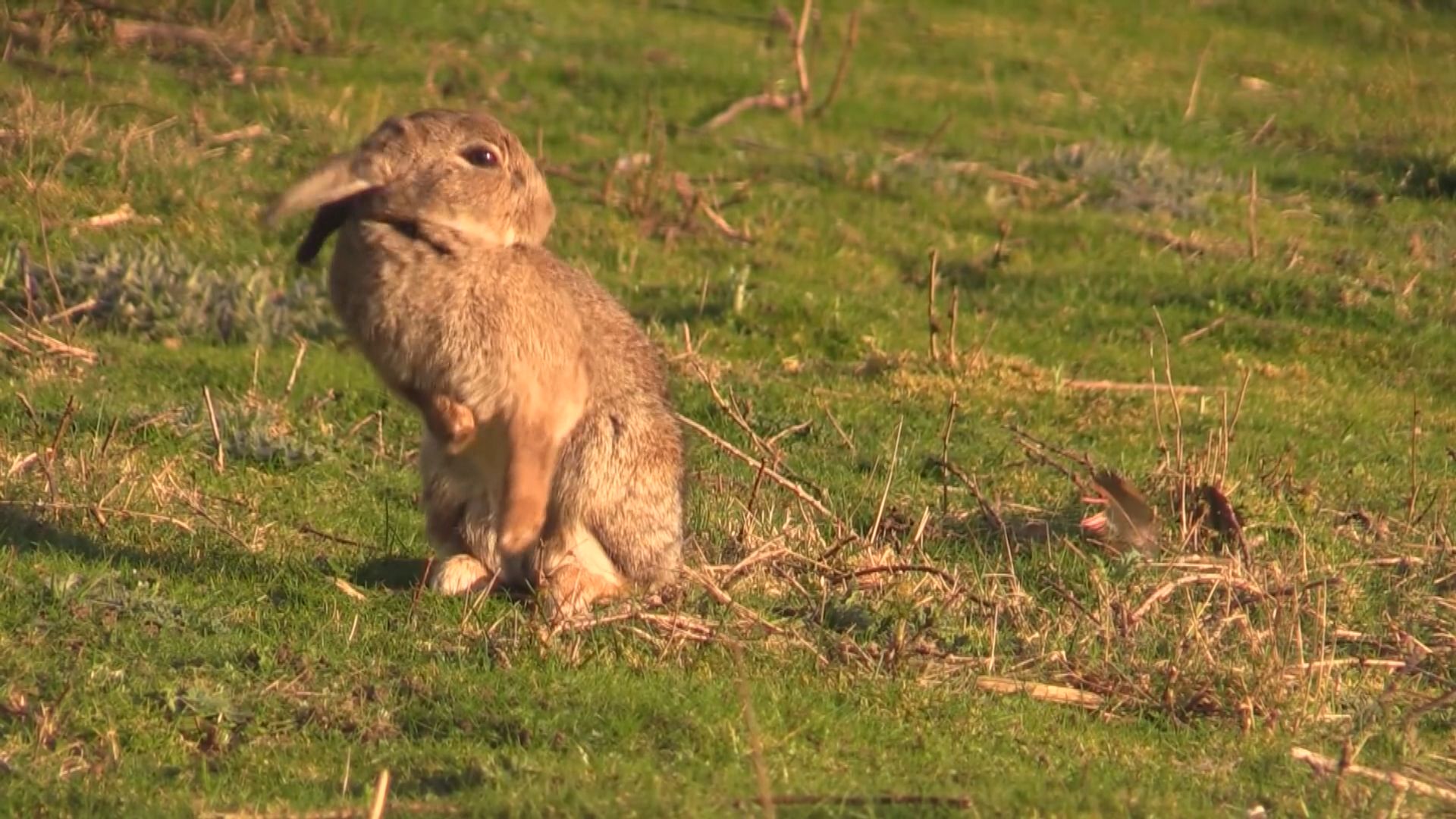 研究指動物為適應氣候變化　部分身體部位增大