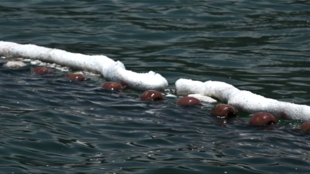 環保團體憂棕櫚硬脂影響海洋生態