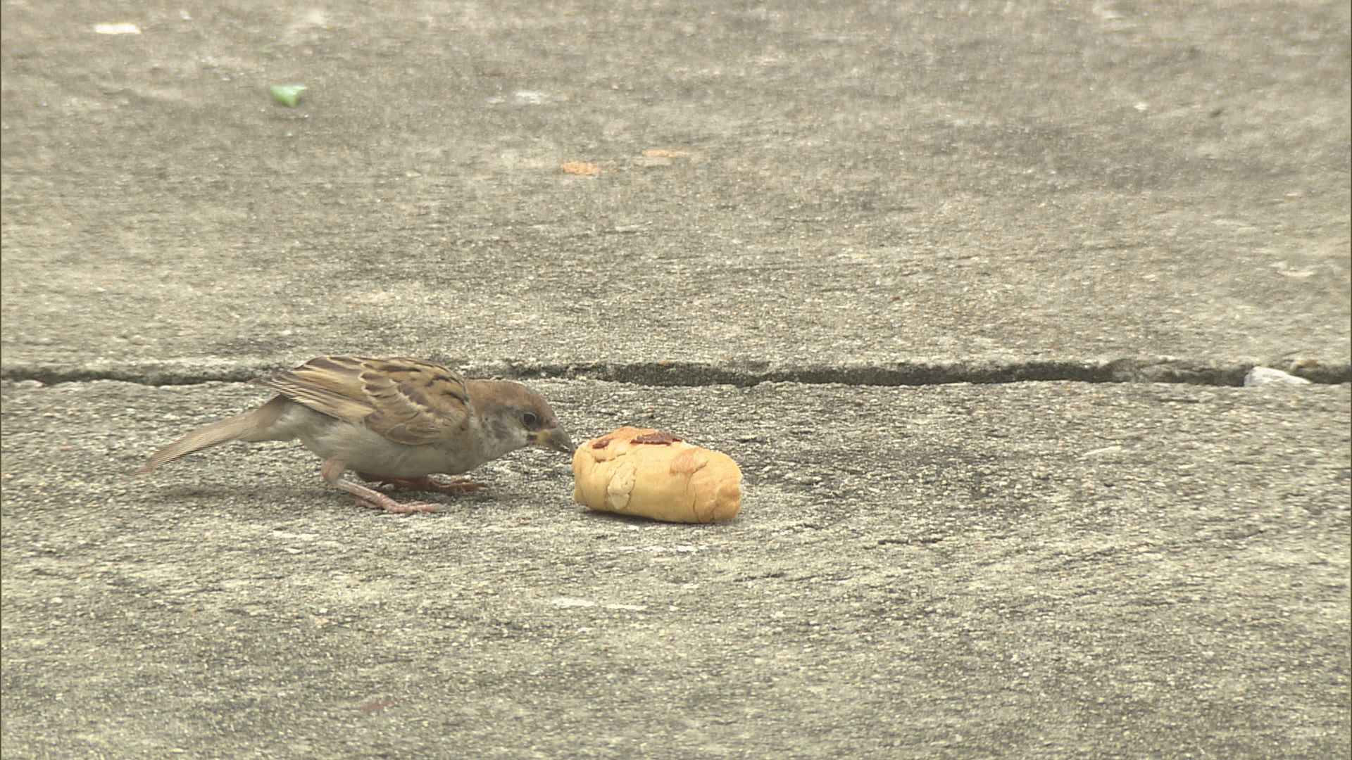 觀鳥會調查指今年樹麻雀減少5萬隻