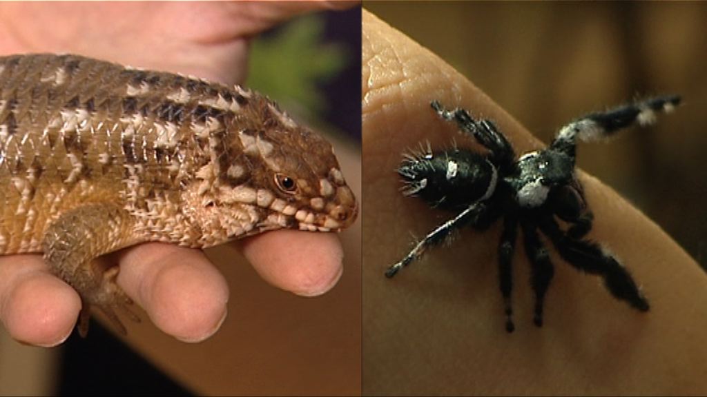 【理財有方】點止汪星人、喵星人！原來仲有「佢哋」...