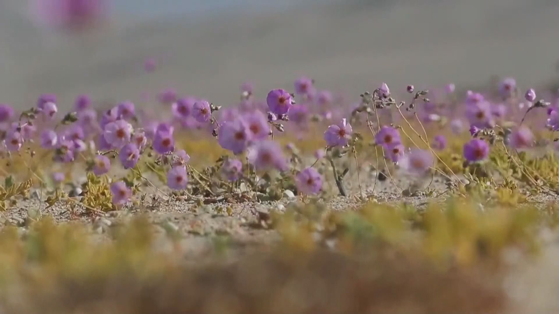 智利阿塔卡馬沙漠罕現花海