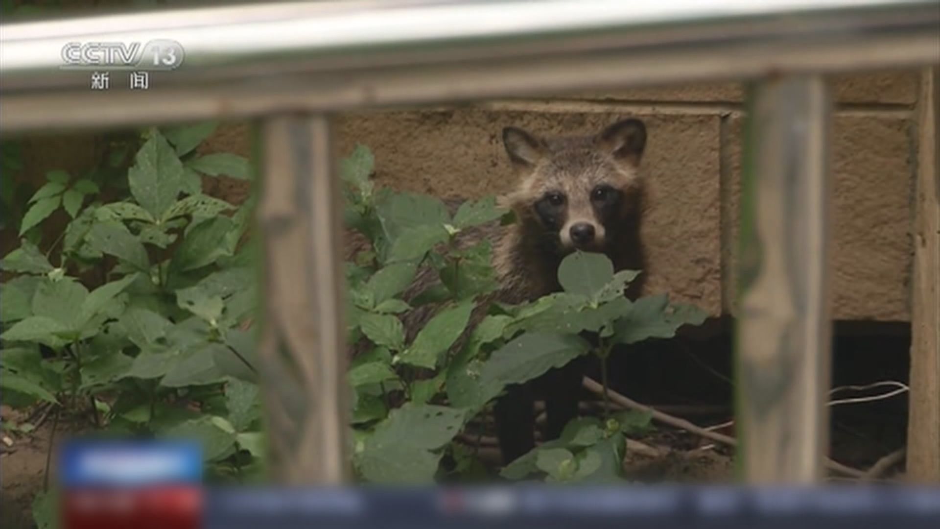 上海與武漢小區出現國家二級保護動物「貉」