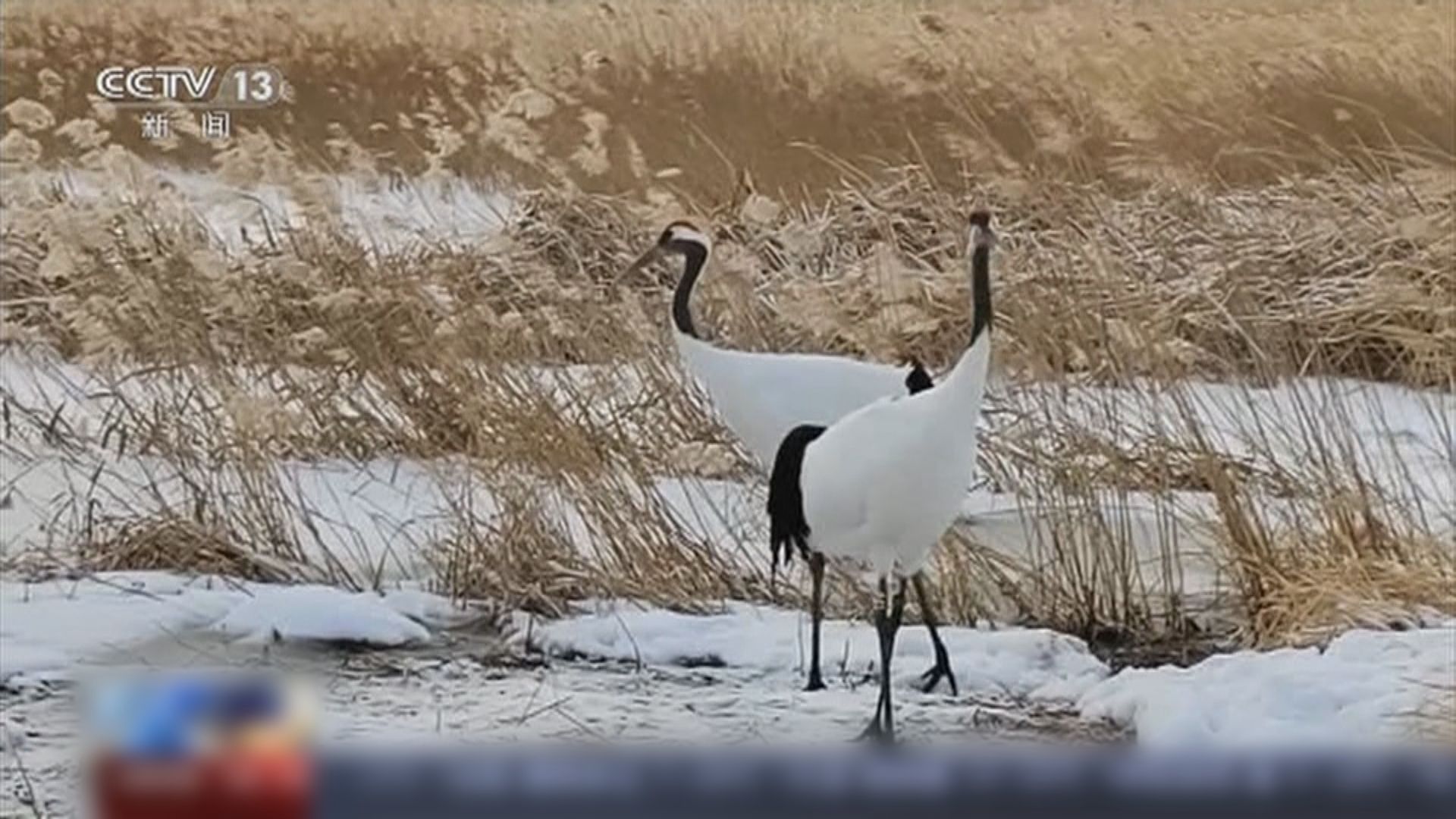 丹頂鶴「使者」一度失蹤　科研人員緊急尋找