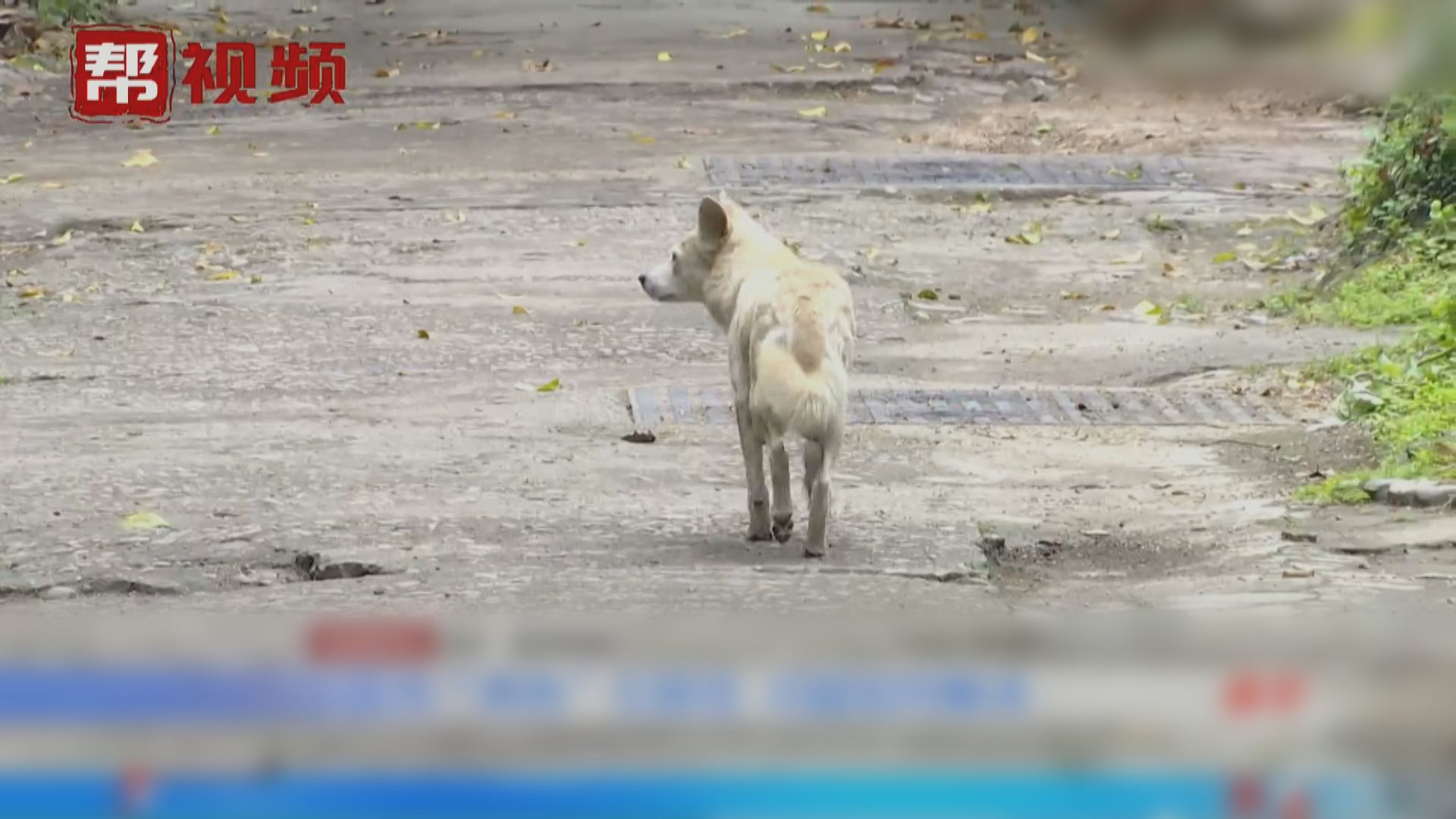 為防黑熱病傳播　石家莊一區禁養狗隻三年惹熱議
