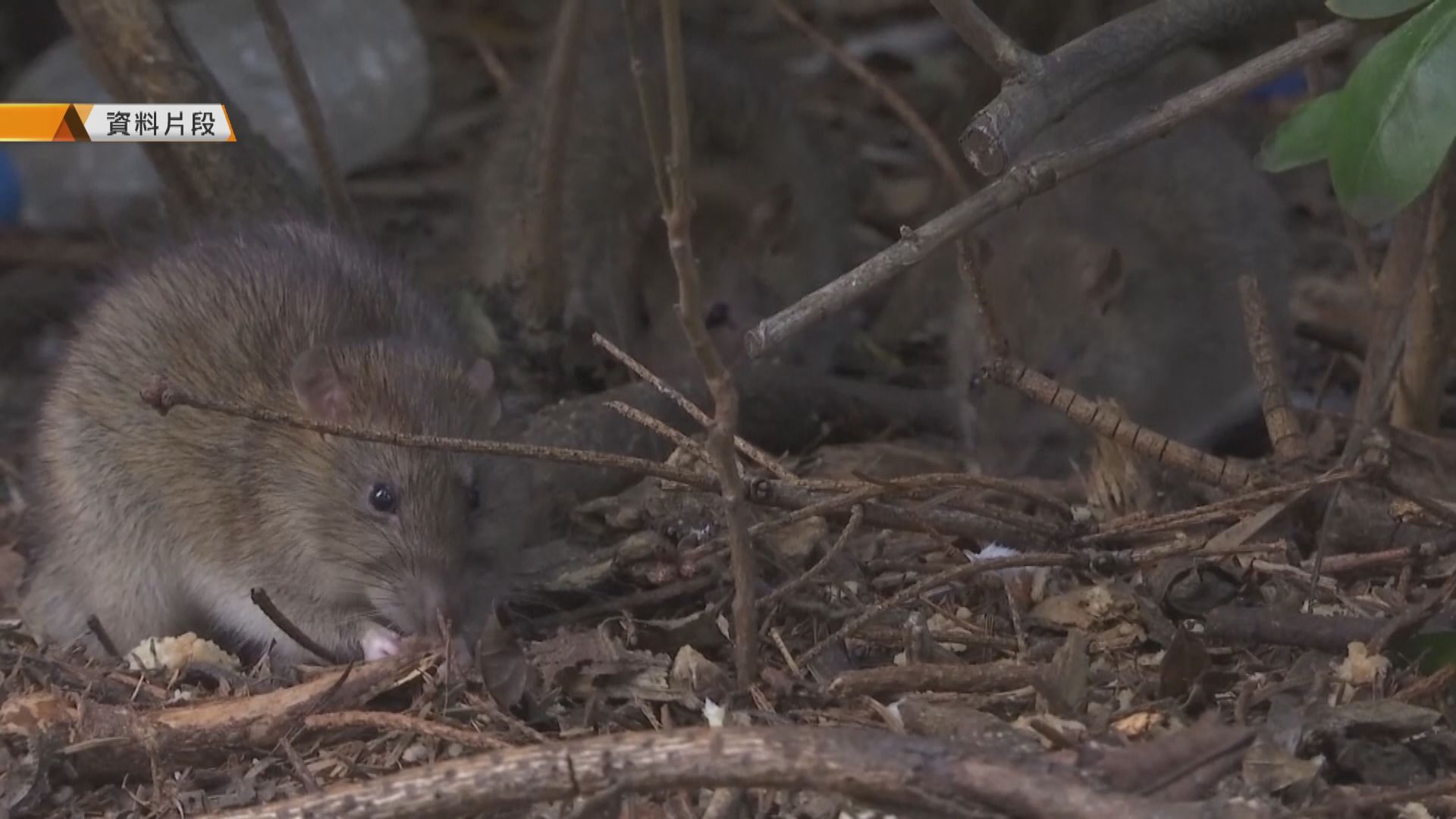 西安多人確診出血熱　專家籲民眾避免接觸老鼠
