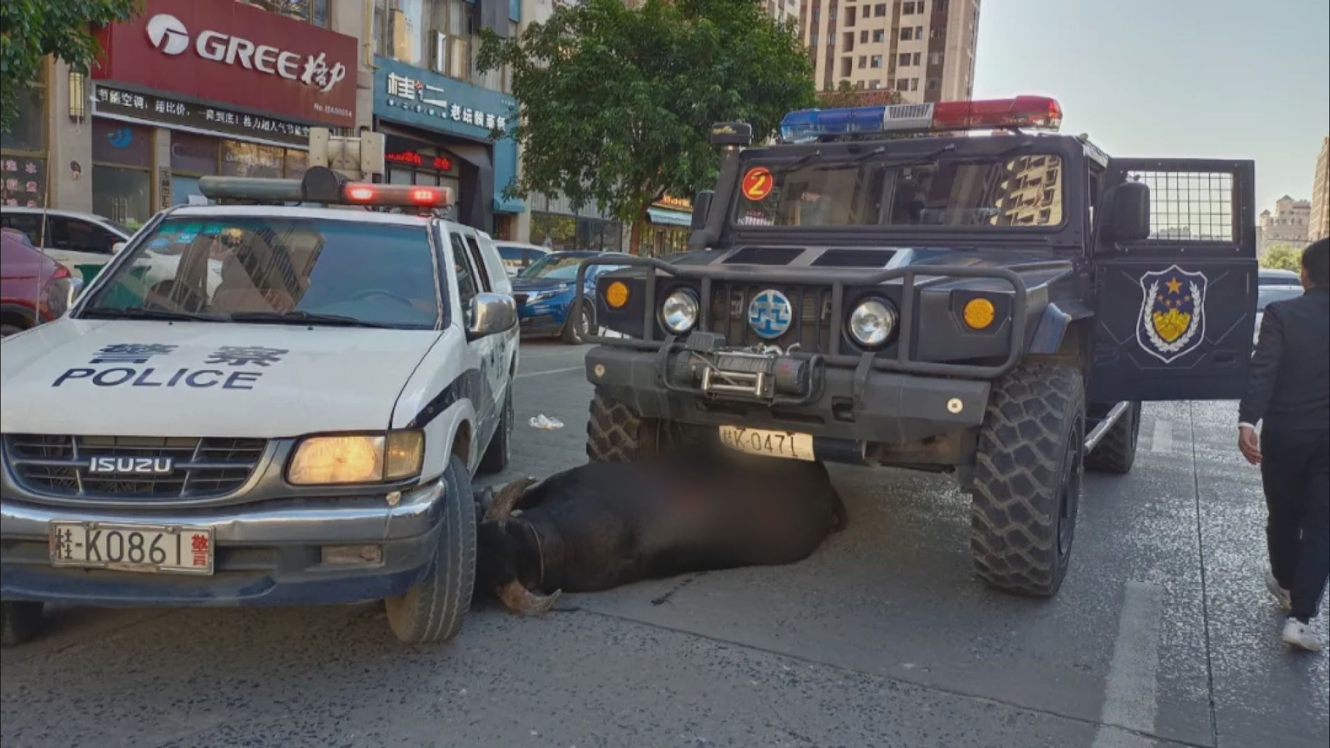 廣西玉林市水牛衝撞車輛途人　特警裝甲車攔截開槍擊斃