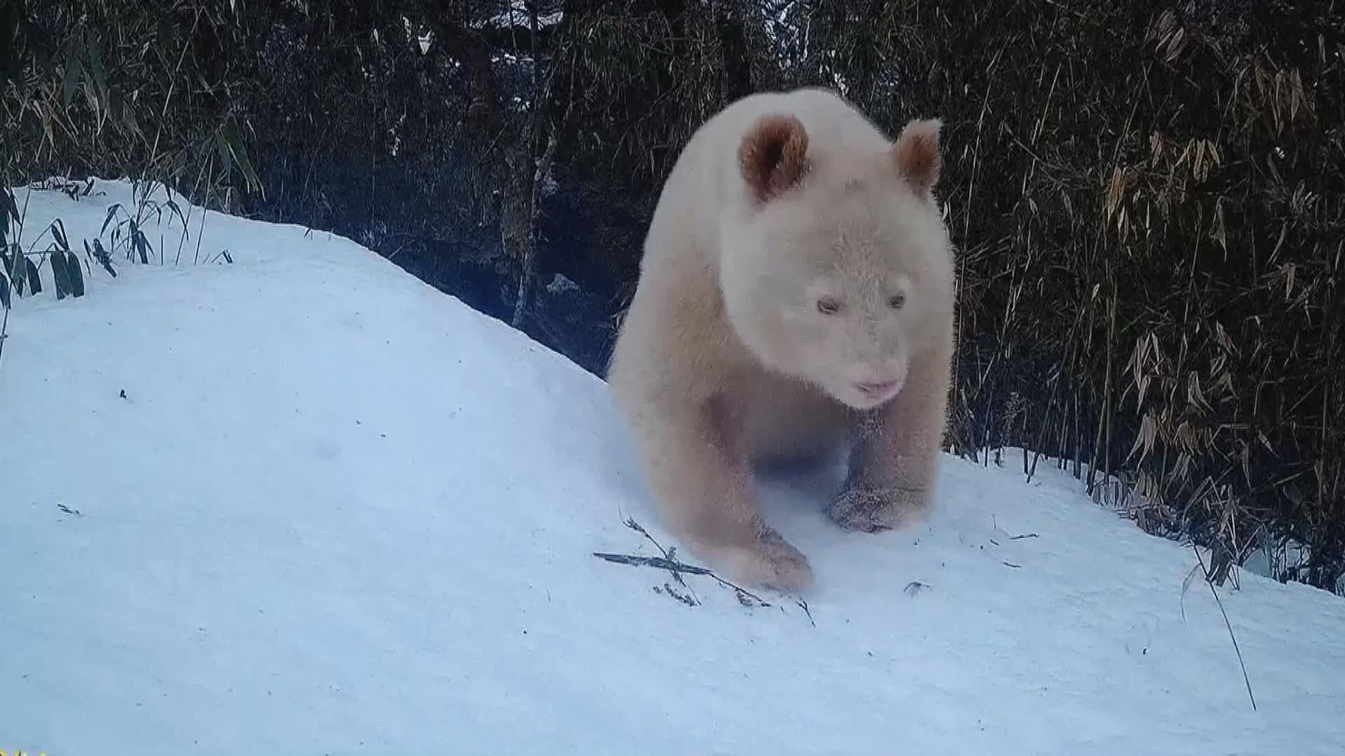 四川臥龍首度公開野生白化大熊貓片段