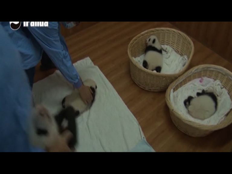 本年度初生熊貓首次集體亮相