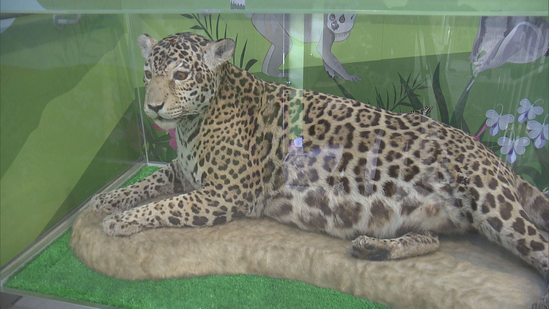 【香港虎蹤】動植物公園曾飼養美洲虎　赤柱天后廟虎皮具80年歷史