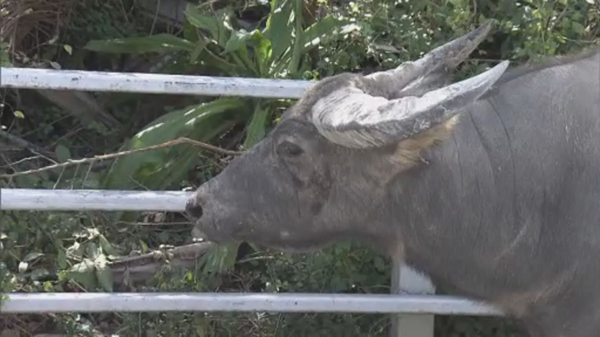 大嶼山水牛撞傷七名外籍學童