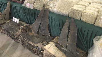 海關檢約千萬元走私魚翅花膠等