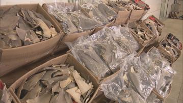 海關檢獲約值500萬元走私乾魚翅