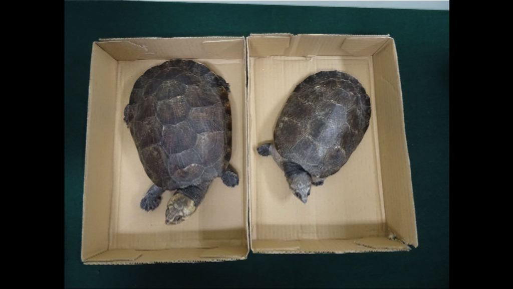 海關落馬洲檢獲兩隻疑屬瀕危活龜