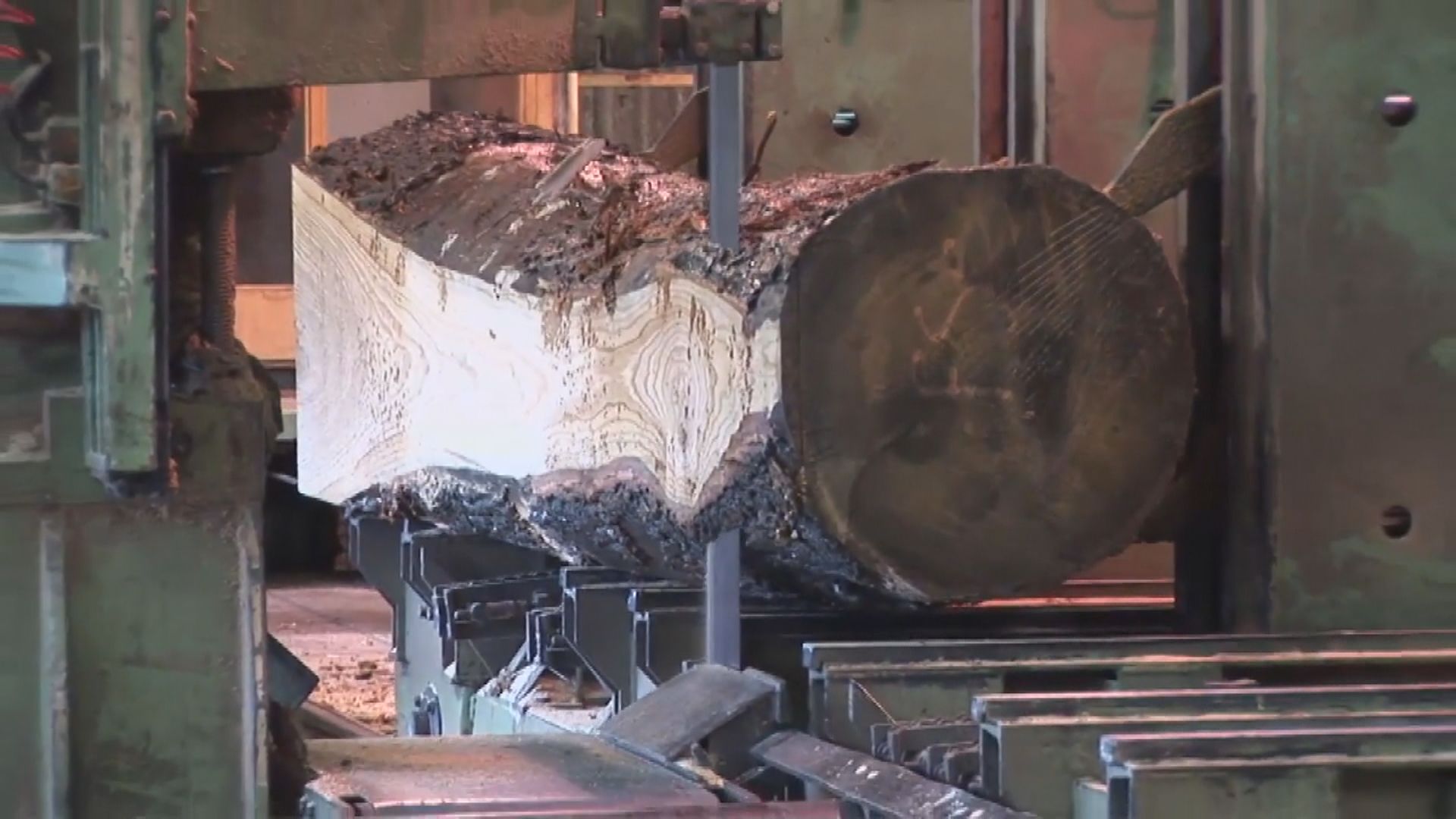 法國尋千棵百年橡樹重建巴黎聖母院　環保組織批不合時宜