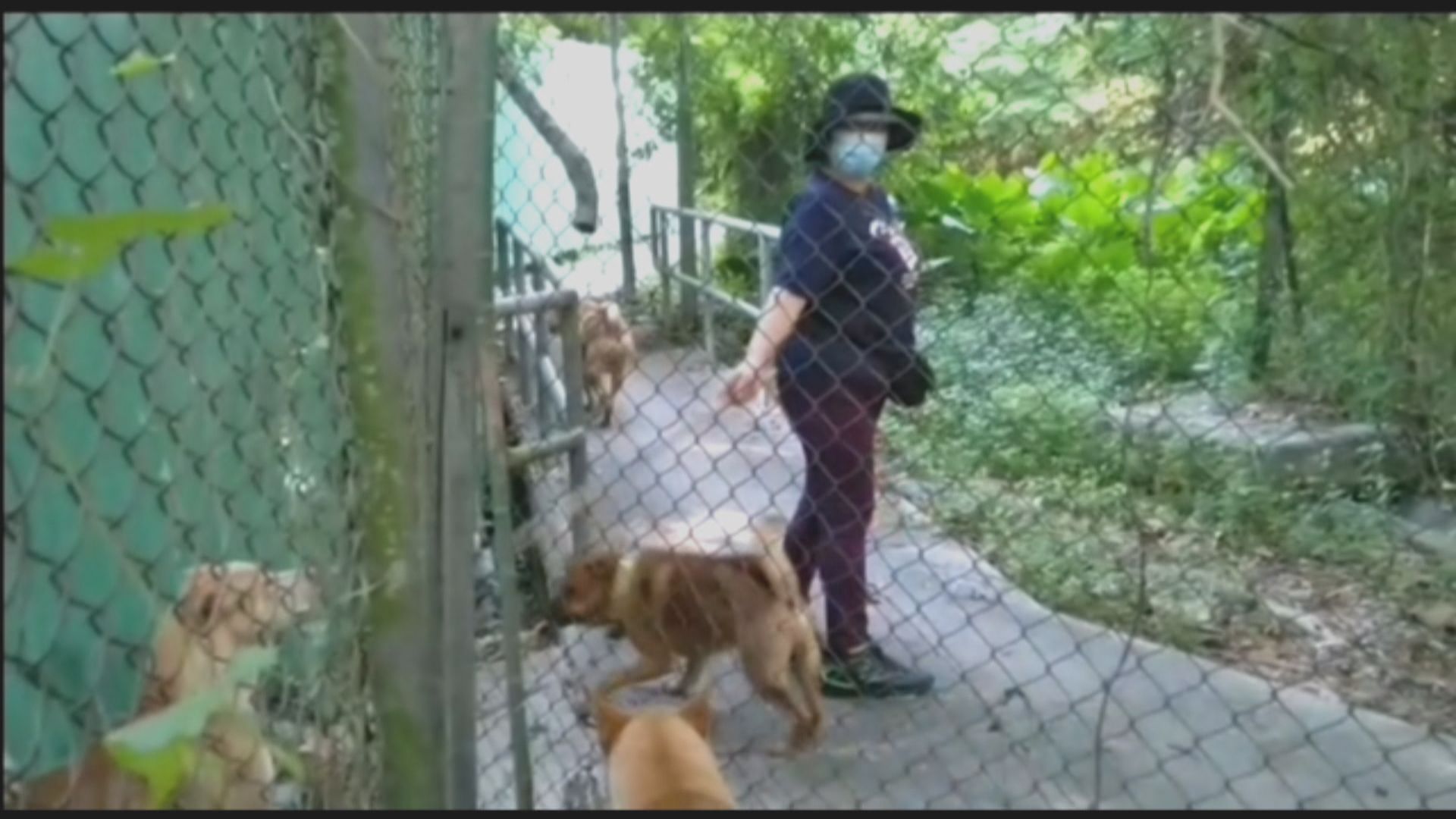 上水老婦涉嫌殘酷對待動物被捕