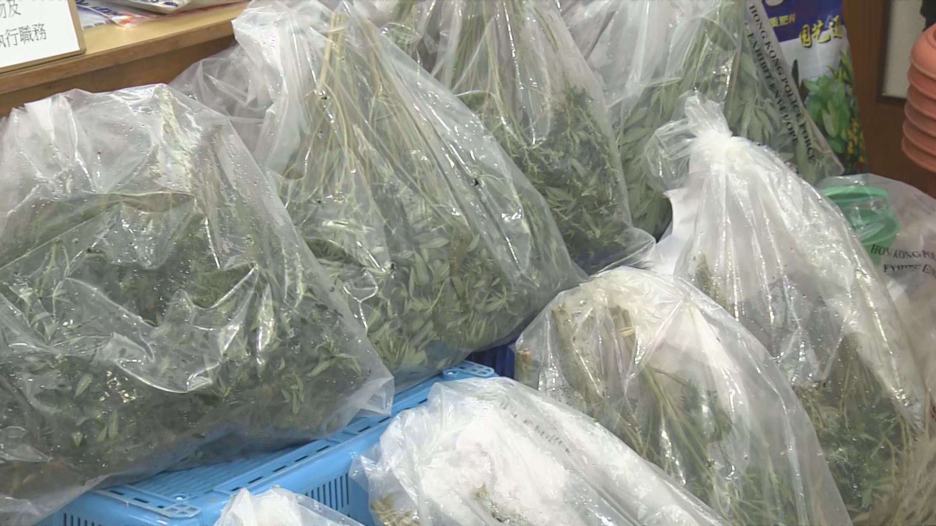 警葵涌及觀塘破大麻種植場拘3人