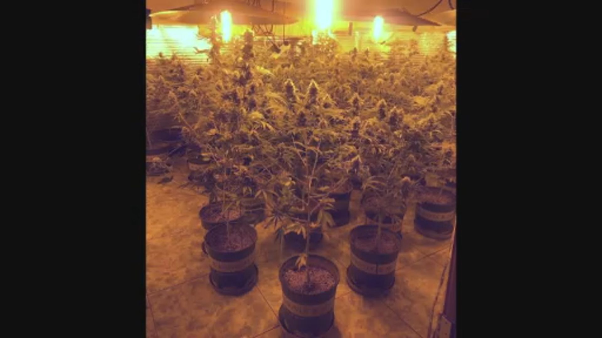 警破兩大麻種植場拘兩人