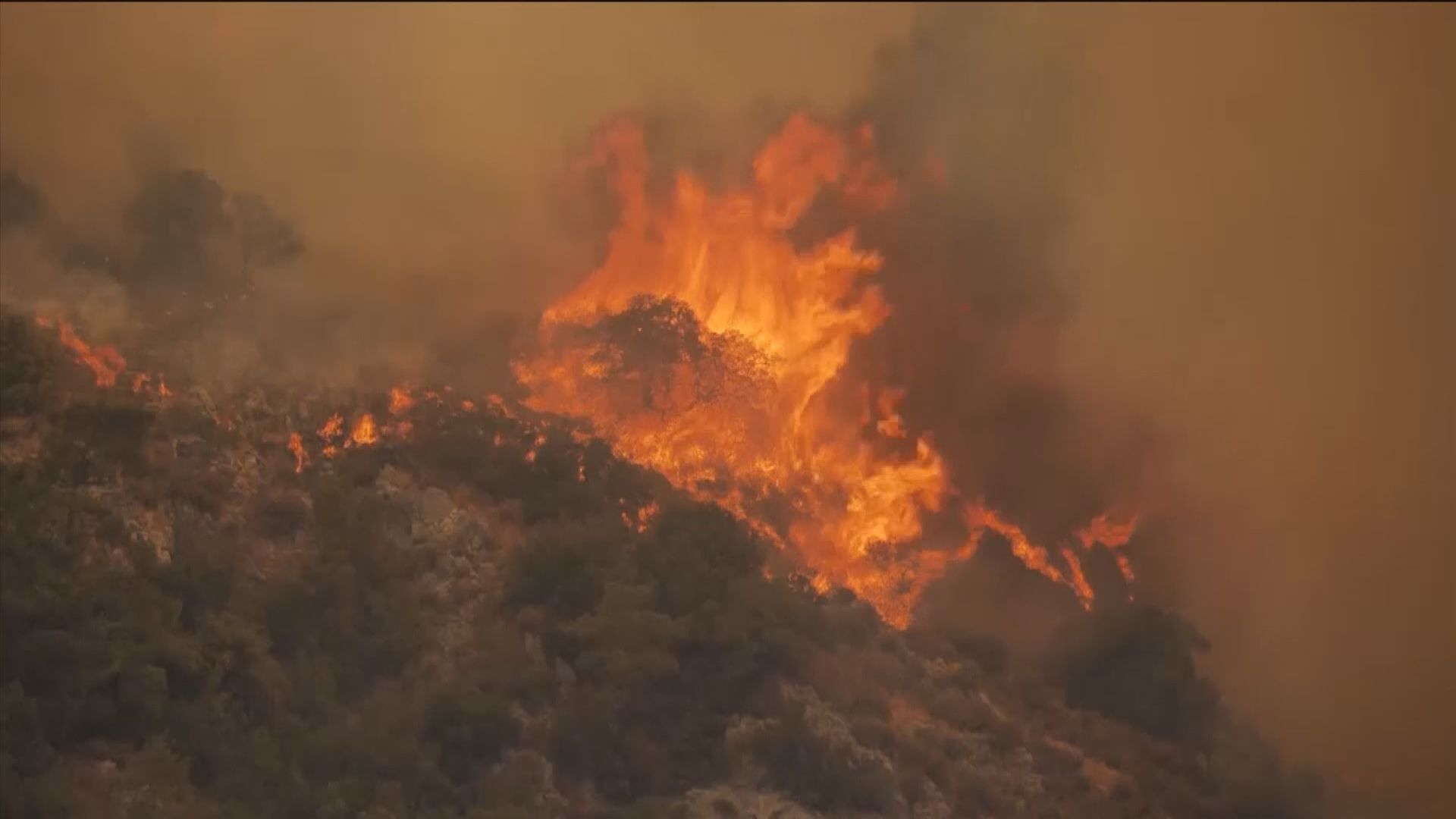 地中海多國山火肆虐　土耳其至少八人死亡