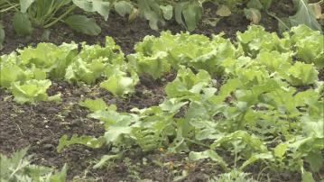 政府料上半年為合資格休閒農場訂較寬鬆食物牌