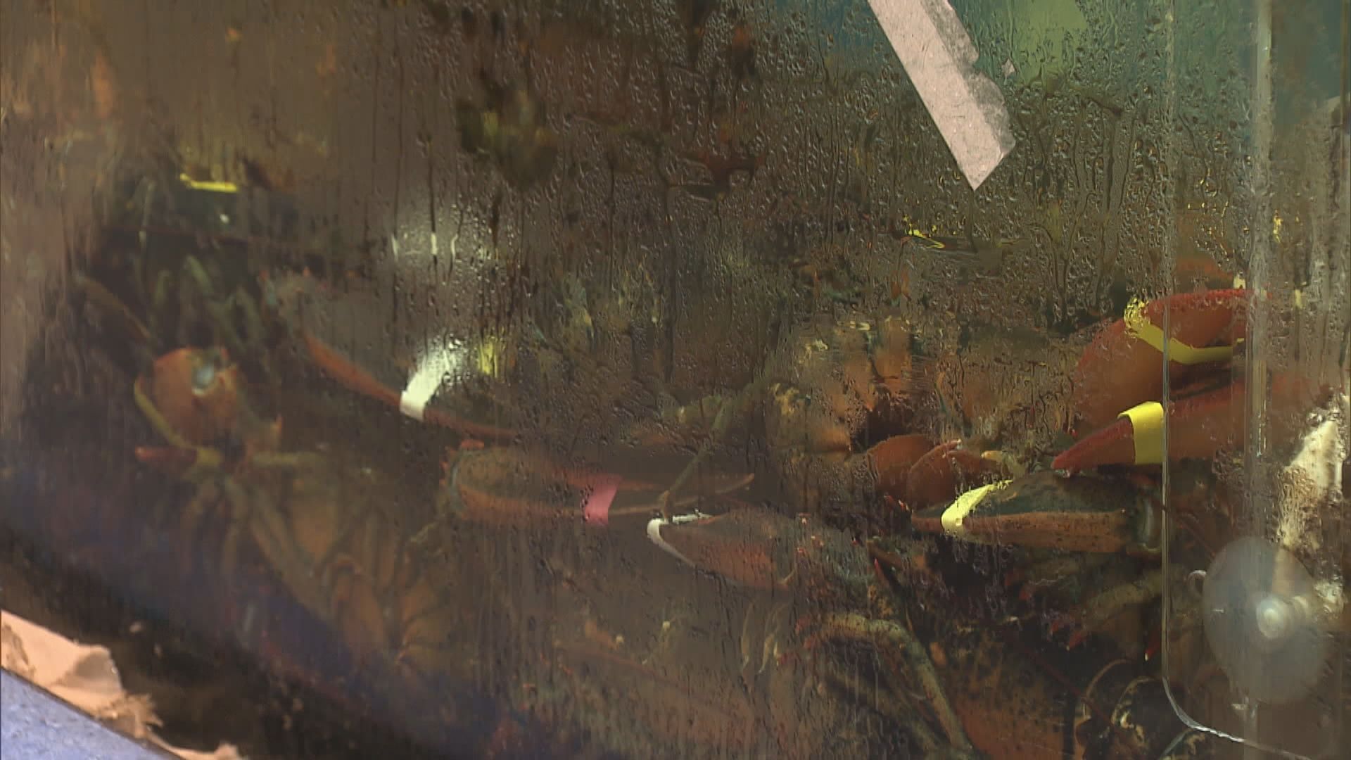 市民到街市買菜做冬