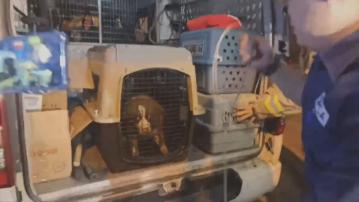 葵涌葵翠邨火警 多隻寵物不治