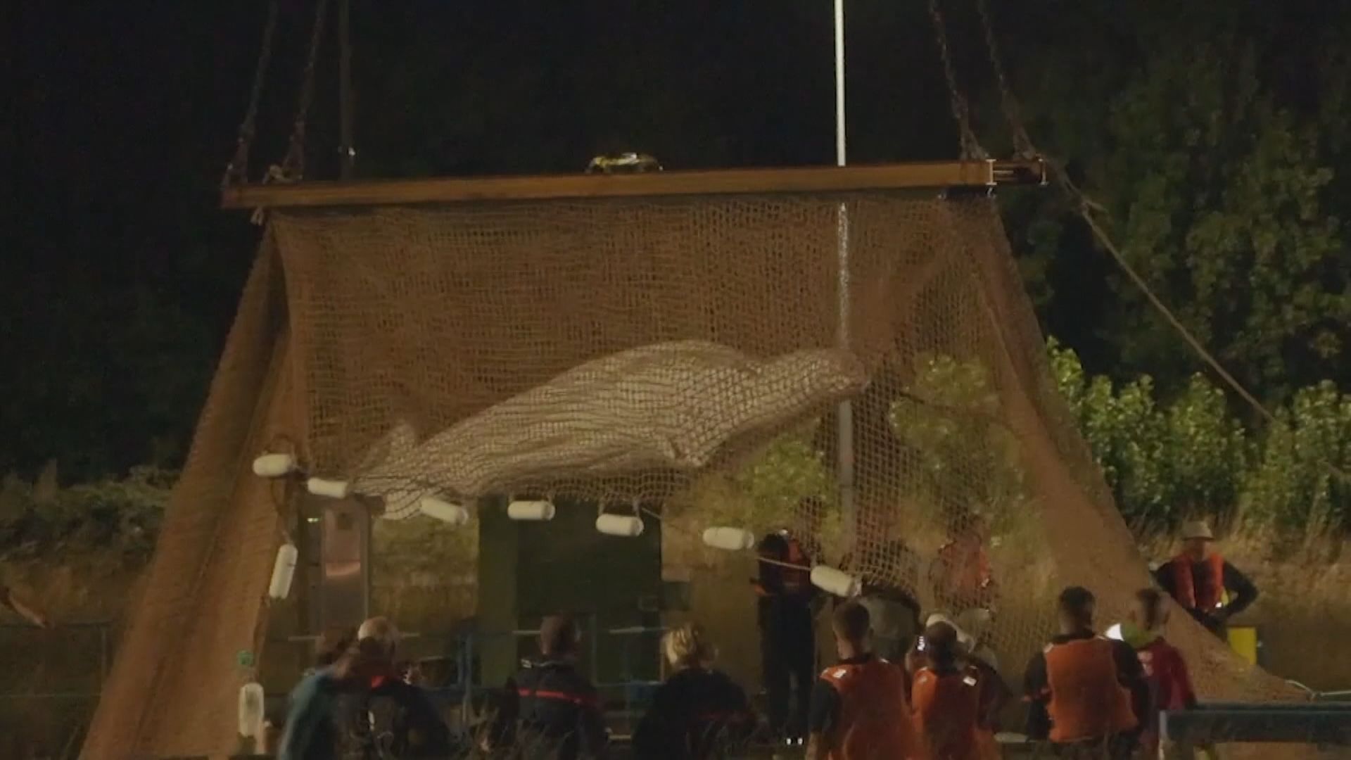 被吊離塞納河的白鯨因健康惡化被「安樂死」