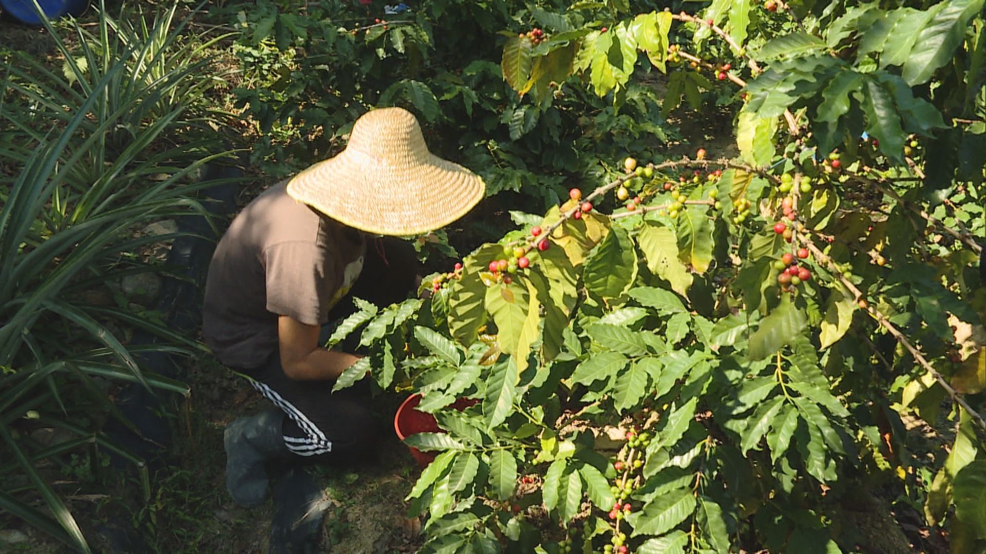 荔枝窩復耕獲聯合國奬項　港大團隊盼香港有土產農作物