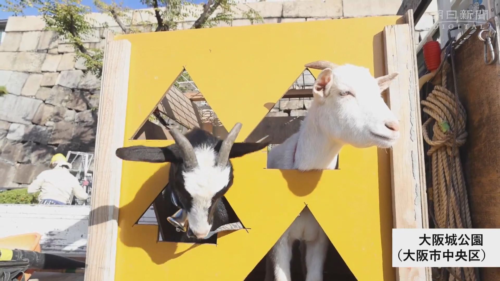 【環球薈報】大阪城公園人氣黑白山羊協助除草