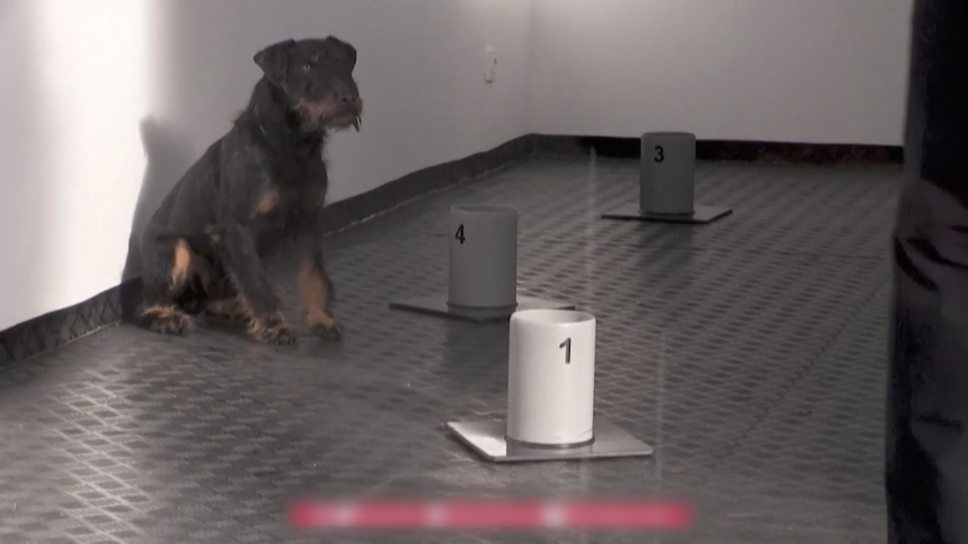 【環球薈報】捷克訓練狗偵測新冠病毒成功率達九成五