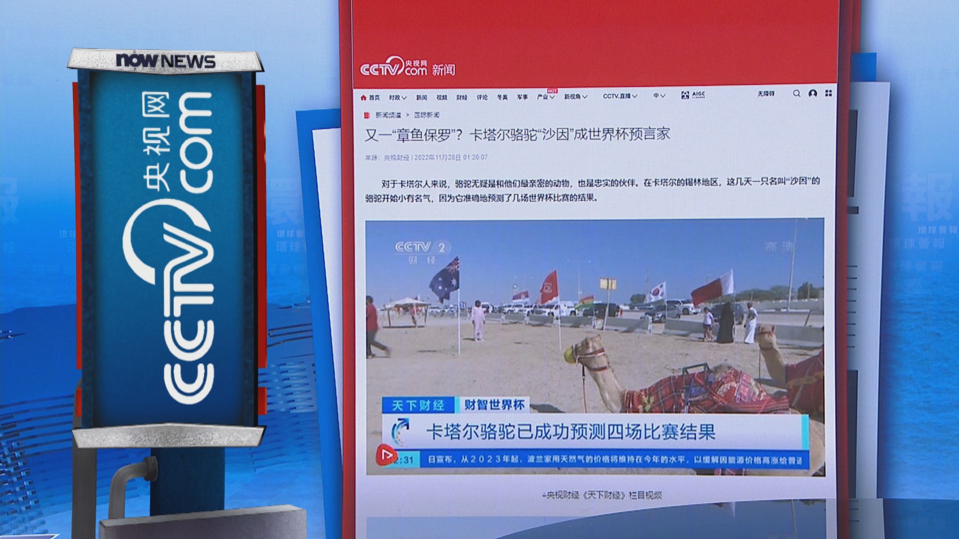 【環球薈報】卡塔爾駱駝準確預測數場世界盃賽果