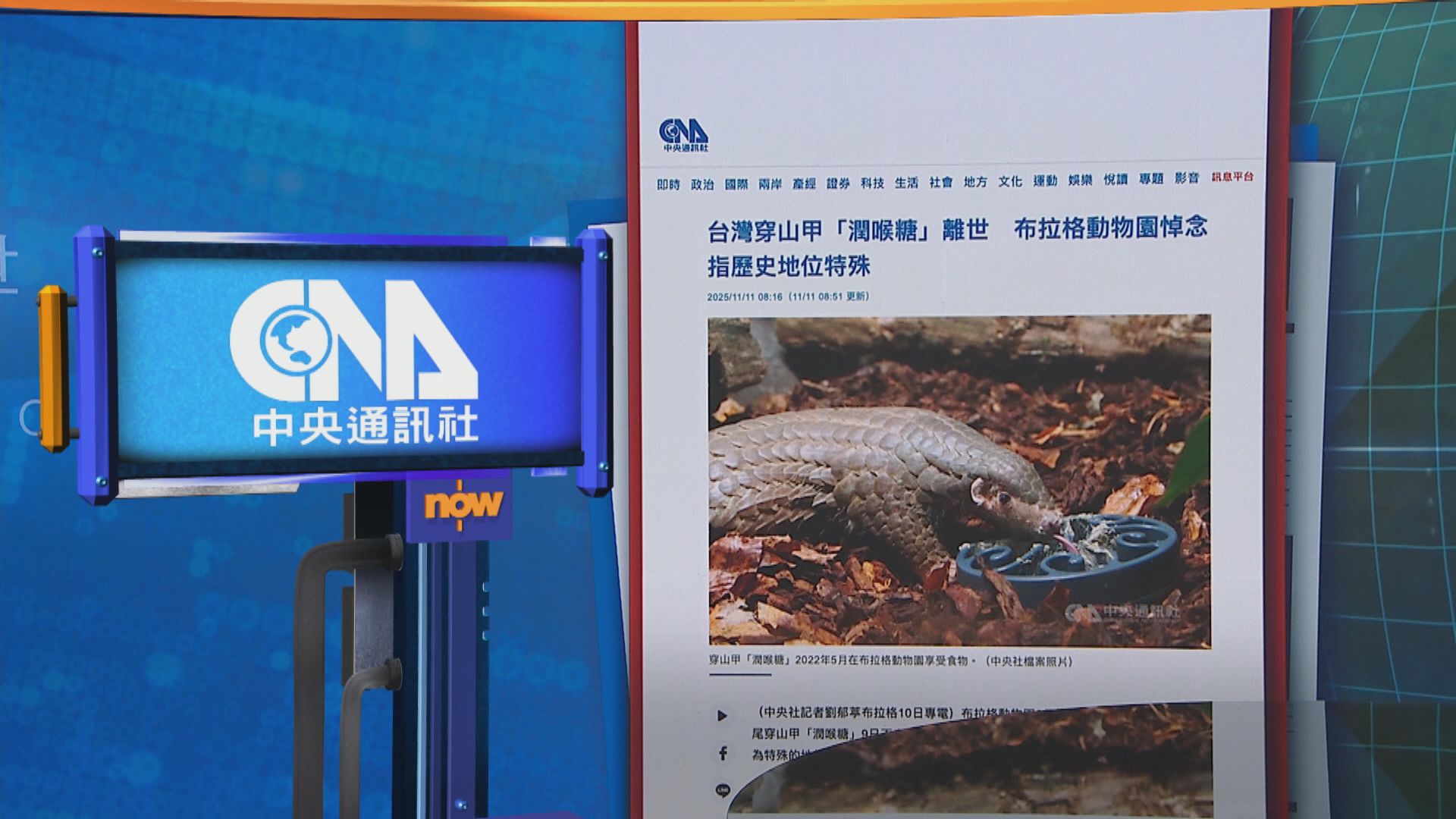 世味天下｜台灣借予布拉格動物園作繁殖穿山甲「潤喉糖」　肝臟嚴重受損死亡