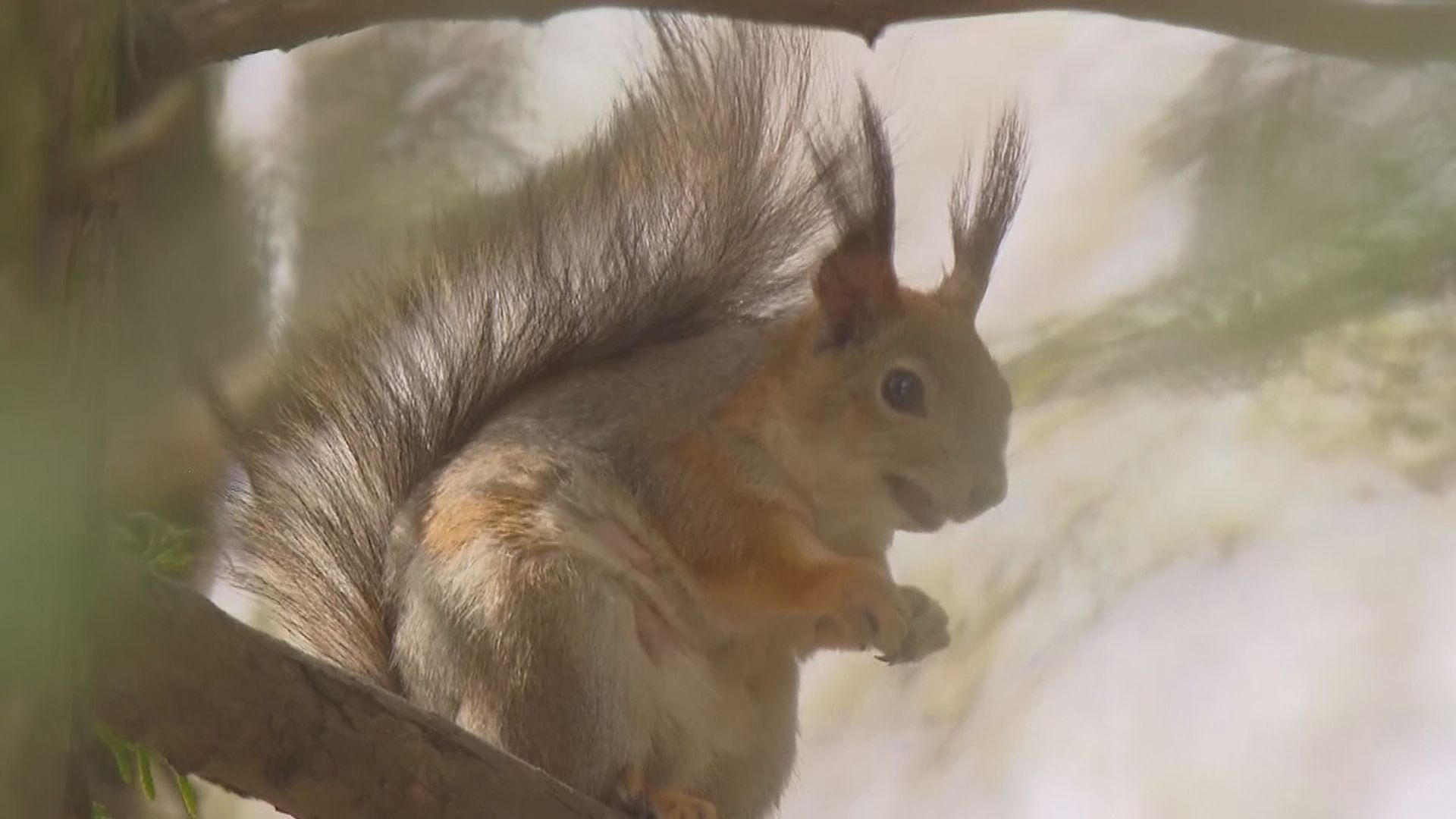 【環球薈報】灰松鼠「反轉」威爾士小鎮　兩日咬傷18人
