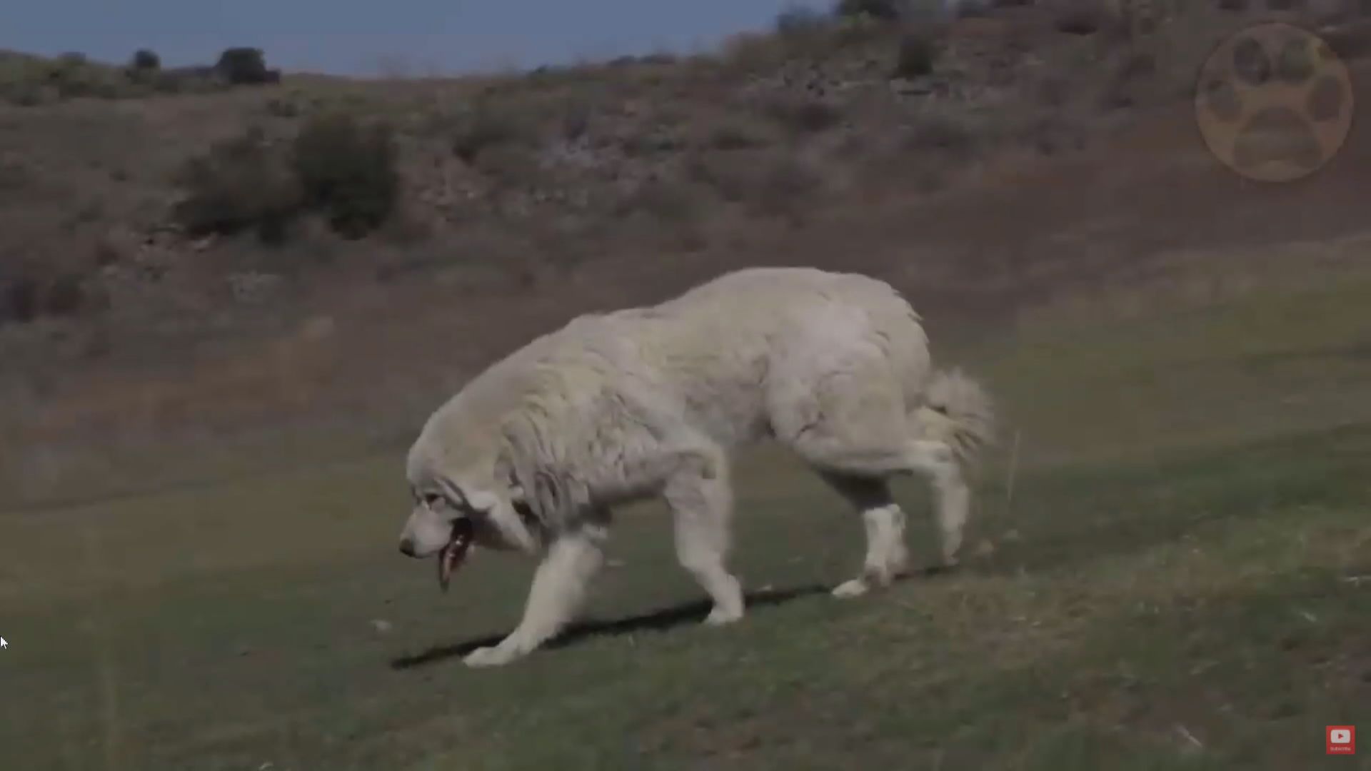 【環球薈報】疫情下很多家庭搬往郊區對寵物需求大增