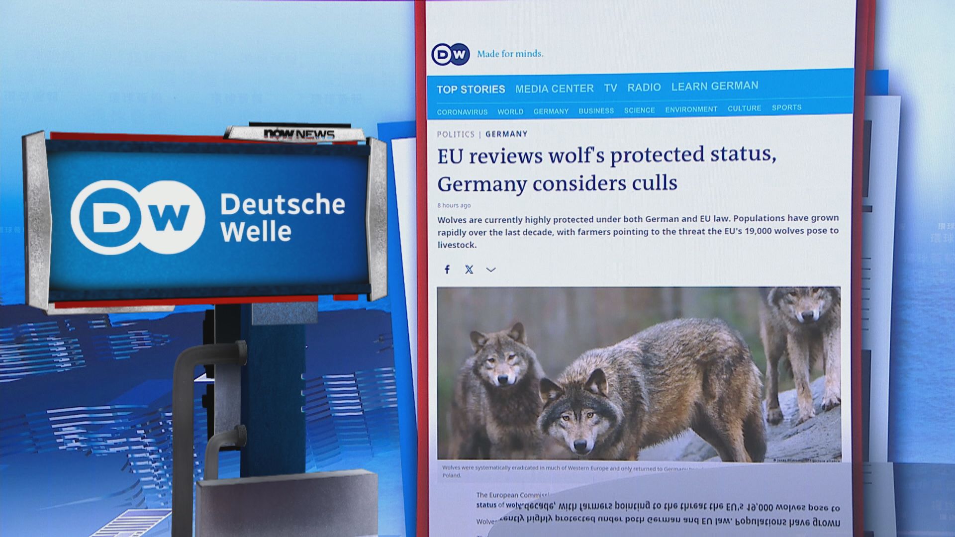 【環球薈報】歐盟重新審視境內狼受保護地位