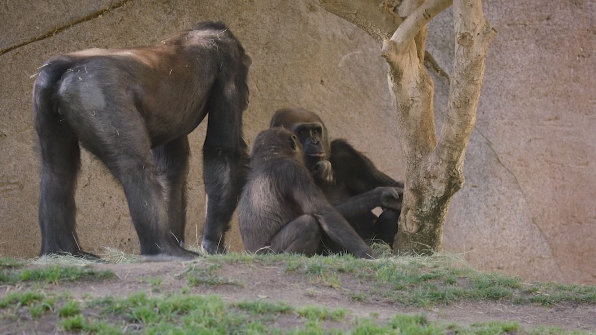 【環球薈報】動物園首次有大猩猩確診新冠病毒