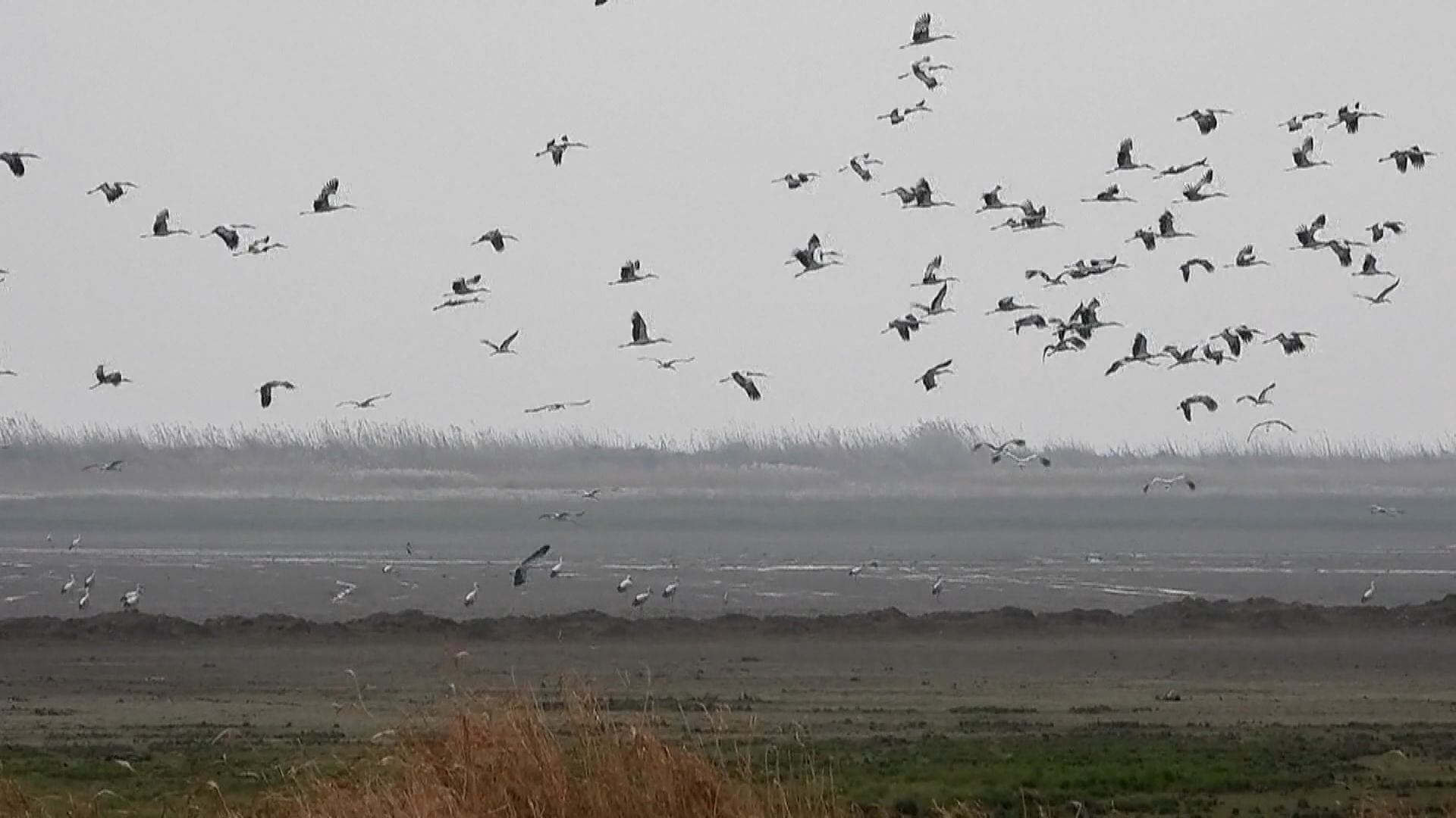 【環球薈報】候鳥集體墜落墨西哥街頭　原因眾說紛云