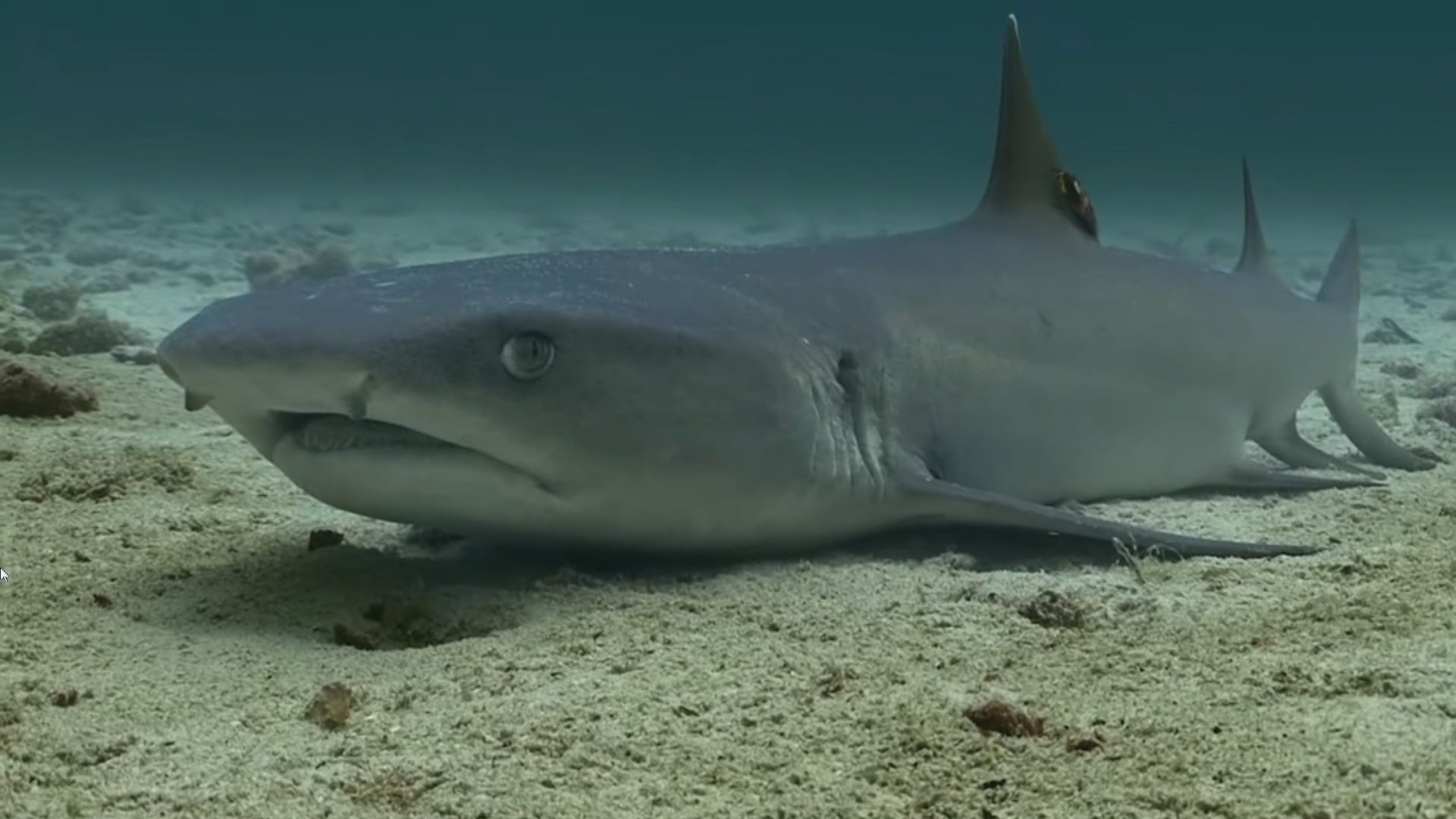 【環球薈報】研究發現歐盟國家是亞洲魚翅市場最大供應來源