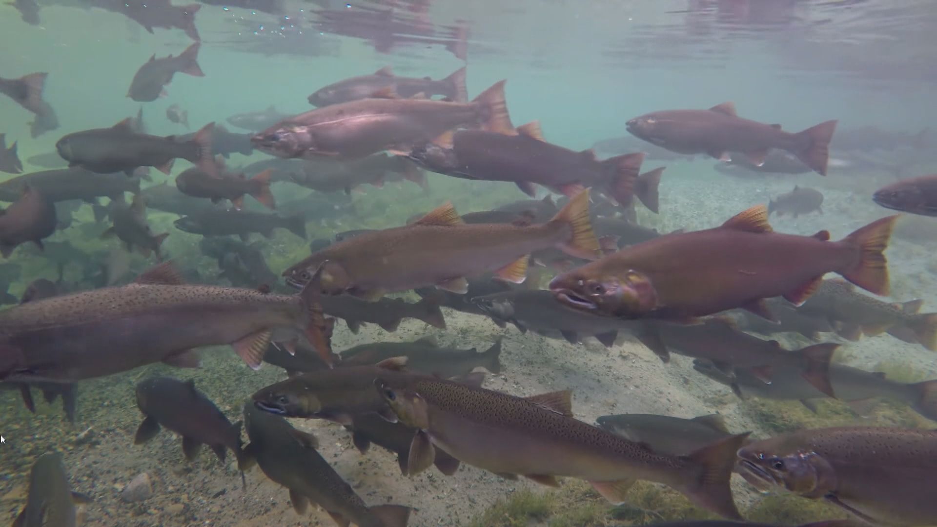【環球薈報】蘇格蘭野生三文魚數目大減　專家籲採取行動保護生態平衡