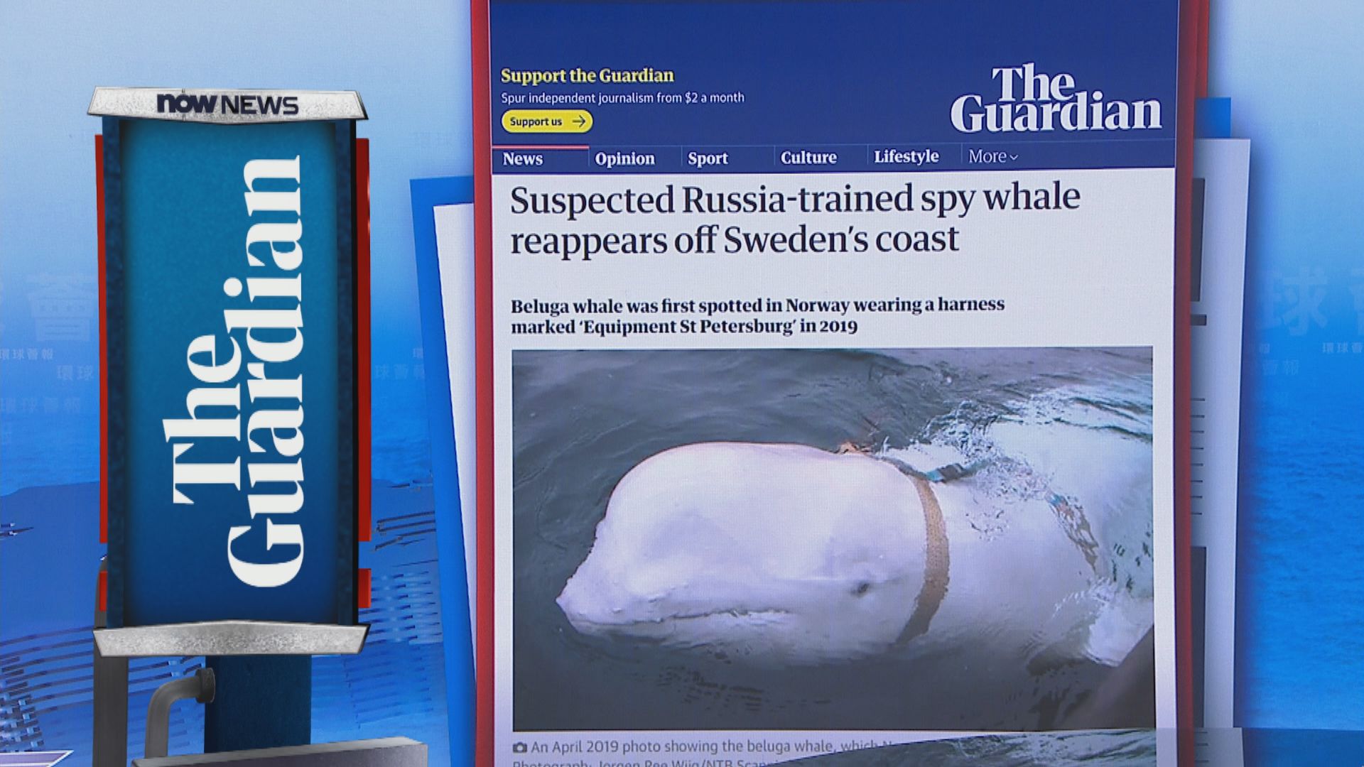 【環球薈報】疑似俄羅斯間諜白鯨再現身 或為尋覓愛侶