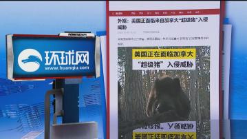【環球薈報】加拿大「超級豬」數量失控並「入侵」美國