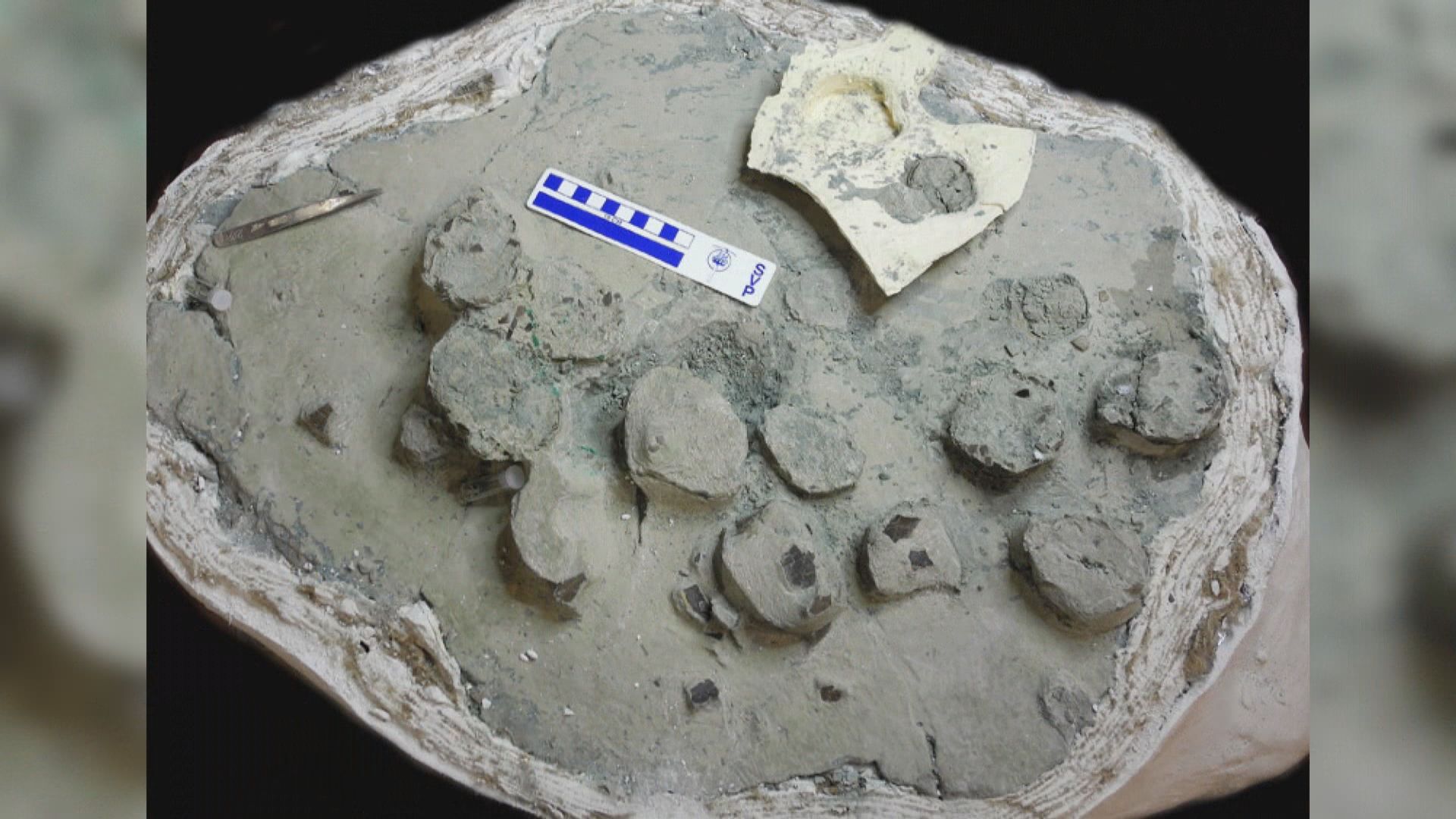 【環球薈報】研究指恐龍具自我調節體溫功能