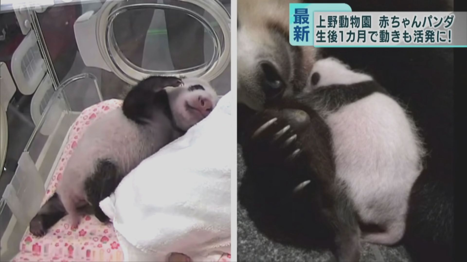 【環球薈報】東京上野動物園將公開為兩大熊貓寶寶徵名